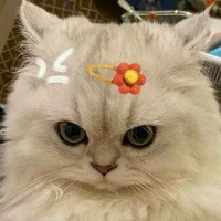 tác giả thỉu năng