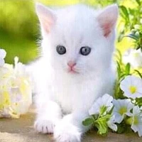 Tiểu Bạch  (hệ thống 5021314)