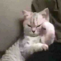 Mị là tg trí tuệ