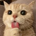 thần thú của cô