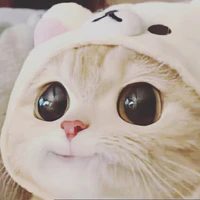 aniez(tác giả )