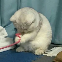 Tác giả