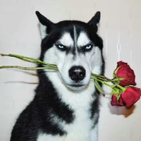 husky đại ngáo