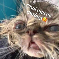 Con tác giả