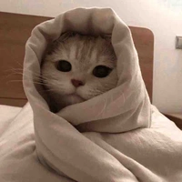 Su(mèo của Vy)