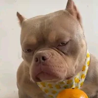 Tác giả 😆