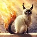 fire ( rồng/ mèo lửa )