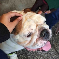 Trần văn doggi