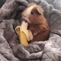tác giả nè👉👈