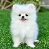 Coan tg đz . .̫😏