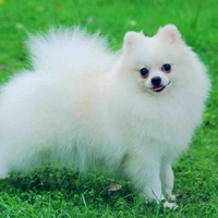 Pom ( bin )