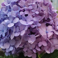 All