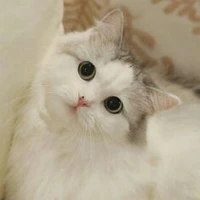 Mèo con