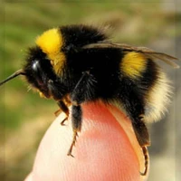 ☆° ﾟTiểu Việt Namﾟ°☆