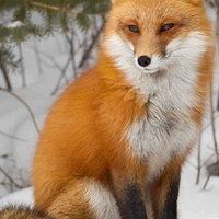 Yuki
