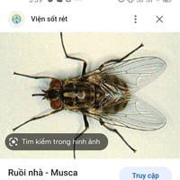 Đỗ Trang ( Trang ruồi )