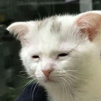 Đệ đệ