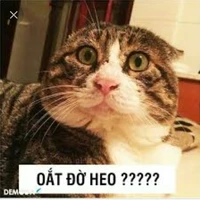 Tác giả xu cà na.