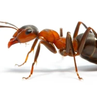 ank kiến dẹp chai