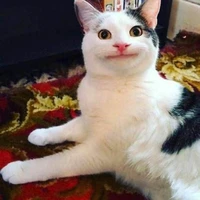 T/G