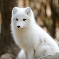 shiro