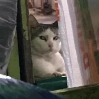 TGiả{<Hóng¤Chuyện>}