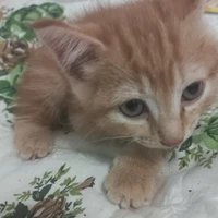 Ros-