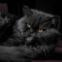 Tô tô ( mèo thú cưng )
