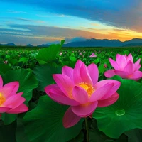 Hoa sen/tác giả