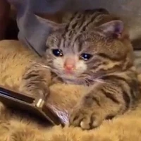 Coan tác giả