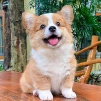 pé dog của Trương Cực