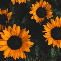 T/G Thích Hoa Hướng Dương