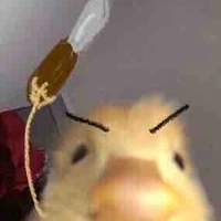 Tg 