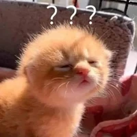 Tác Giả Cuti