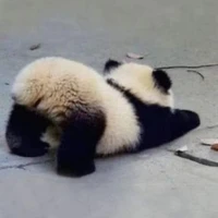 Bùi Viết Phúc Hậu