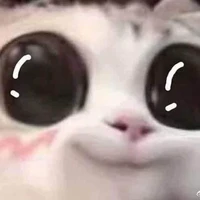 Mèo con xả ảnh🐈