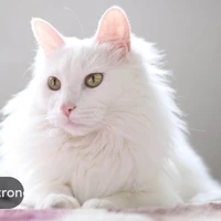 kira
