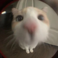 Y/N