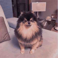 YeonTan🐶