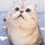 ¿Bé Mèo cute¿