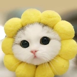 Ad cute hạt me - Vie•Mama