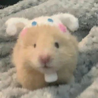 Ted (tg)