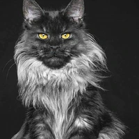 《Daraku 》Kuro