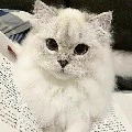 Nhân Vật Phụ - Tác Giả ♀
