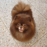 Kuma
