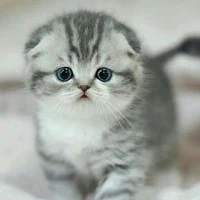 ???? nữ