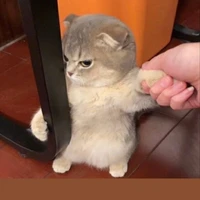 tác giả