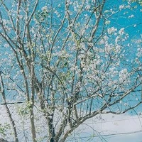 NV tổng hợp