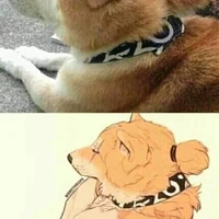 động vật đẹp zai :3
