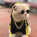 tg mèo =)